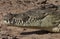 Nile Crocodile - Botswana