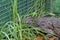 Nile crocodile captured near Albert Falls Dam, Pietermaritzburg