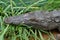 Nile crocodile captured near Albert Falls Dam, Pietermaritzburg