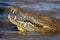 Nile crocodile catching a fish