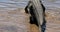 Nile Crocodile in Chobe river, Botswana safari Wildlife