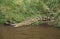 NILE CROCODILE crocodylus niloticus, ADULT ENTERING RIVER, MASAI MARA PARK IN KENYA