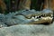 Nile crocodile or Crocodylus niloticus, close-up head showing ferocious teeth and focused eyes