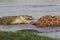 Nile Crocodile, crocodylus niloticus, Group on a Kill, a Reticulatd Giraffe drown in River, Samburu Park in Kenya