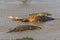 Nile Crocodile, crocodylus niloticus, Group on a Kill, a Reticulatd Giraffe drown in River, Samburu Park in Kenya