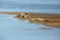Nile crocodile Crocodylus niloticus, pair of a great Nile crocodile in the sand on the river bank. Two large crocodiles on a