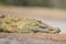 Nile Crocodile (Crocodylus niloticus) South Africa