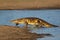 Nile crocodile emerging from water