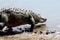 Nile Crocodile entering water