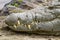 Nile crocodile head and sharp teeth near the river.