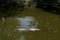 Nile Crocodile hiden in water