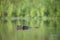 Nile crocodile in Kruger National park, South Africa