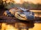 Nile crocodile Kruger Park South Africa