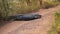 Nile crocodile laying on a dirt road