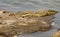 Nile Crocodile lying along the river bank in South Luangwa