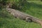 NILE CROCODILE LYING IN THE SUN ON GRASS