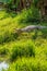 Nile crocodile in madagascar forest on green grass