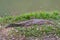 Nile crocodile in madagascar forest on green grass