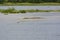 Nile Crocodile searching for fish at a stream mouth