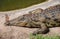 Nile Crocodile sleep next to pond at zoo