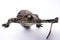 Nile Crocodile, in studio, hatchling, newborn, up close