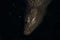 A nile crocodile submerged under dark water in Kruger National Park