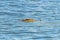 Nile crocodile in Sunset Dam, with only head visible