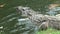 Nile Crocodile swimming half-submerged in water