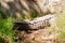 Nile crocodile walking outdoors, sulit grass around