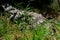 Nile crocodile walking outdoors, sulit grass around