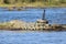 The Nile crocodile at Zambezi River