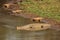 Nile crocodiles basking