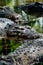 Nile crocodiles Crocodylus niloticus, close-up detail of teeth of the crocodile with open eye. Crocodile head close up in nature o