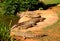 Nile crocodiles herd lying in the grass. South Africa.