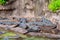 Nile crocodiles resting in the sunshine