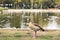 Nile or egyptian goose sunbathing by the lake. African bird