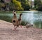 Nile geese with little goslings walk in the central park of Strasbourg. Pure nature