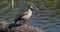 Nile Goose Alopochen aegyptiaca