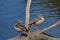 Nile Goose Alopochen aegyptiaca