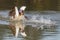 Nile goose alopochen aegyptiaca splashing on water surface
