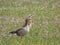 Nile Goose and a Greylag Goose are a couple