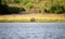 Nile hippo, Chobe National Park, Botswana