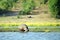 Nile hippo, Chobe National Park, Botswana