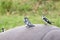 Nile hippo and pied kingfishers, Queen Elizabeth National Park, Uganda