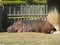 A Nile hippopotamus sleeping in the Guadalajara Zoo