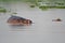 Nile hippos, Murchison Falls National Park, Uganda