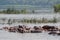 Nile hippos, Murchison Falls National Park, Uganda