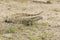 Nile monitor leguan