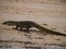 Nile monitor or lizard crossing the road in Kruger Nationalpark