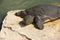 Nile Soft-shelled Turtle (Trionyx triunguis)